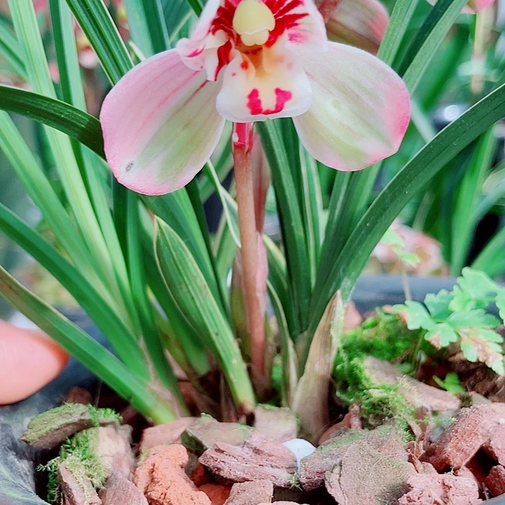 明***我完全开放一物一漂亮