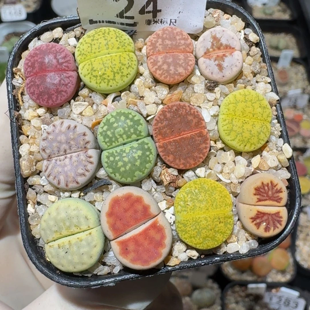 Zzzxx精品生石花24