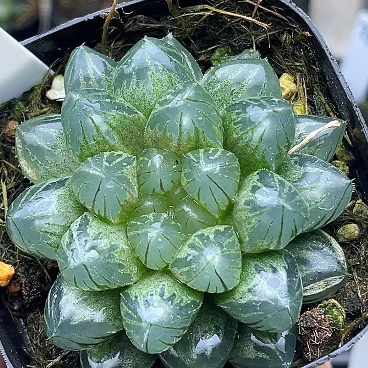 72变异龙爪玉露锦