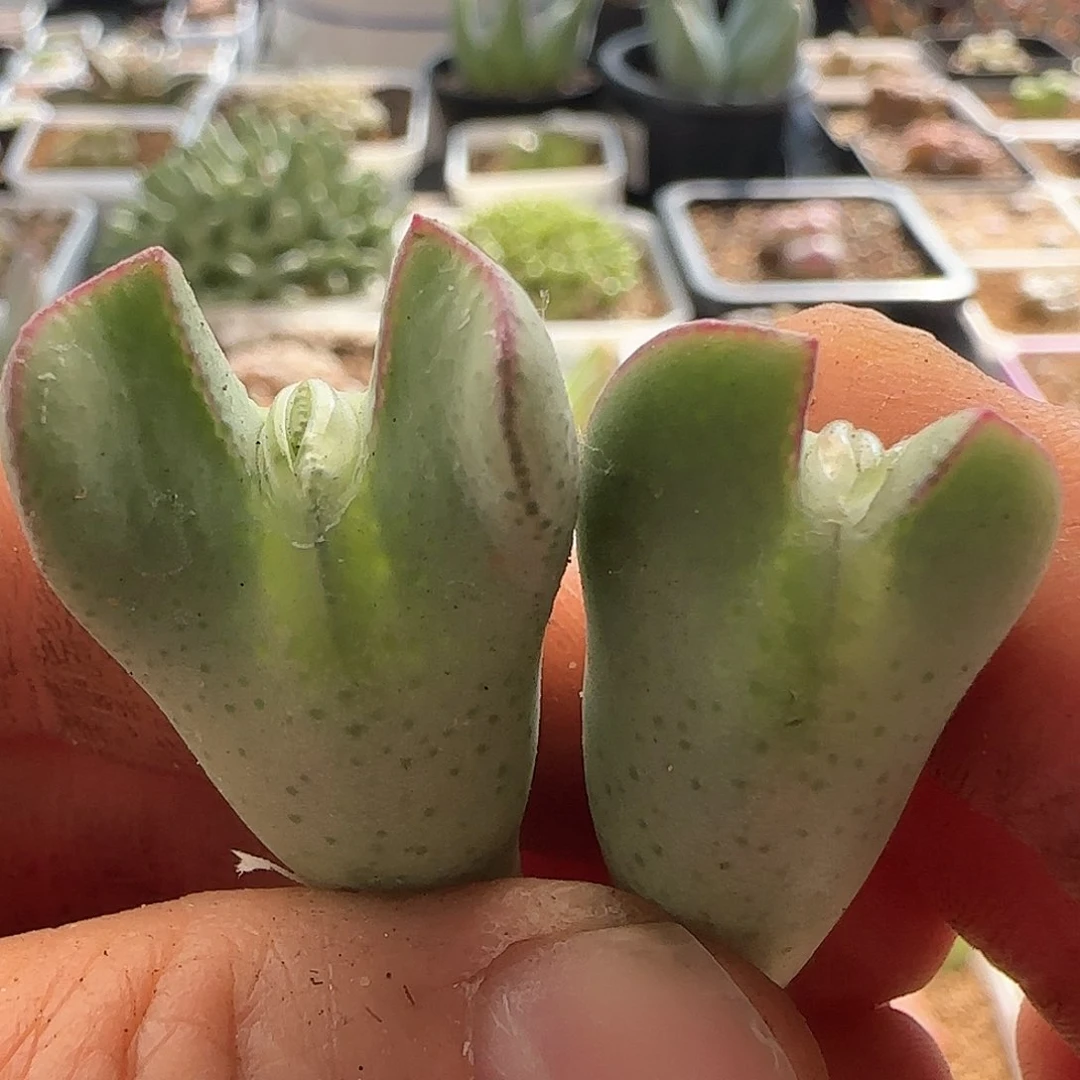 我***卡28包邮脱土发货27057