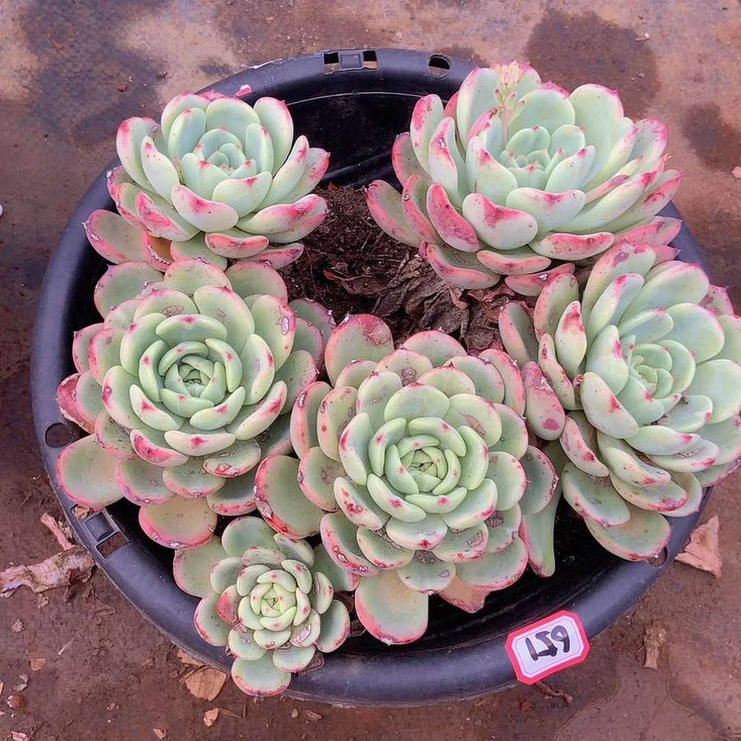 九号一物一拍多肉651三文鱼