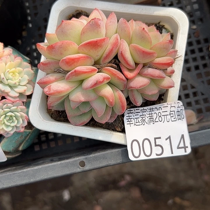 幸运的是你还没遇到