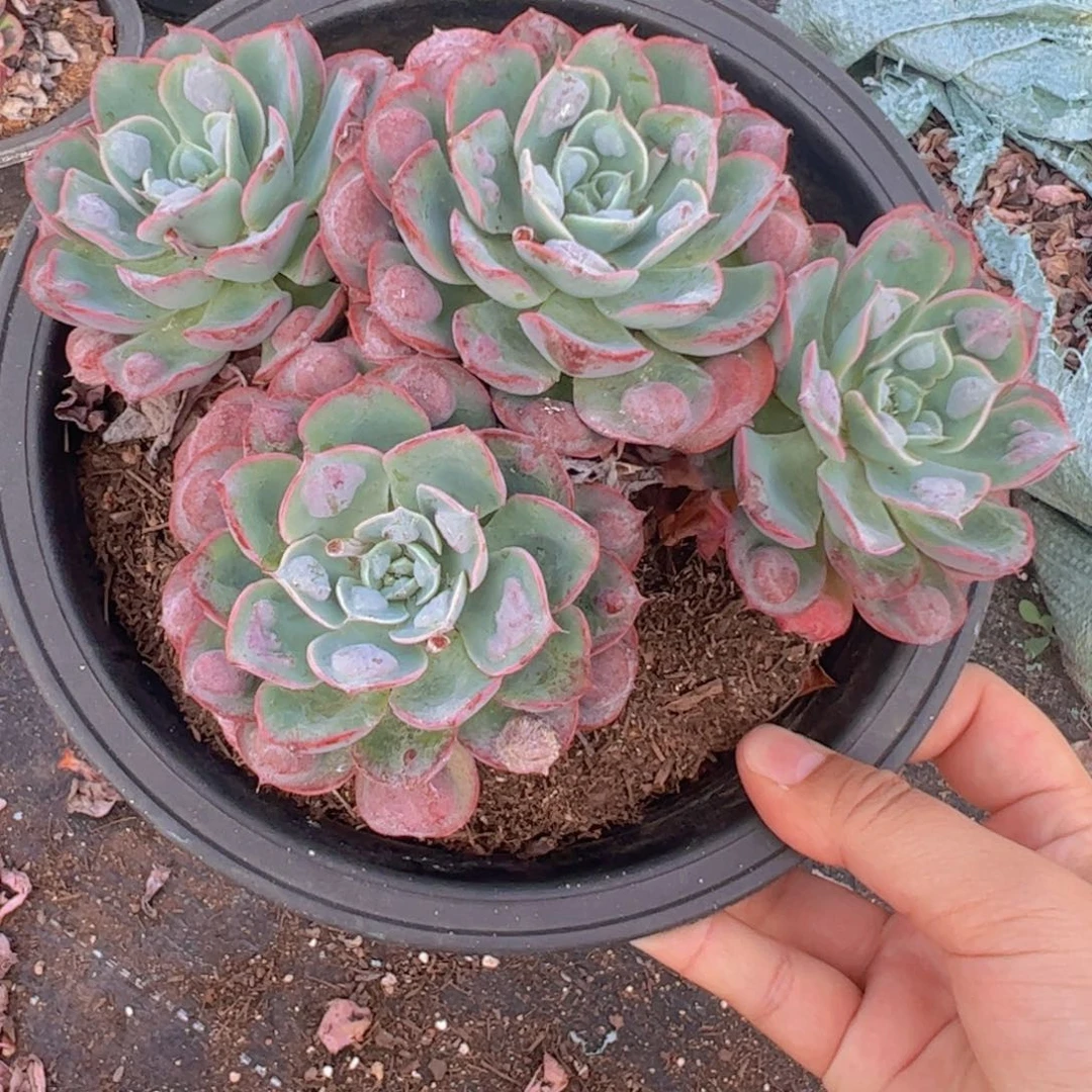 雨滴四头起发老桩