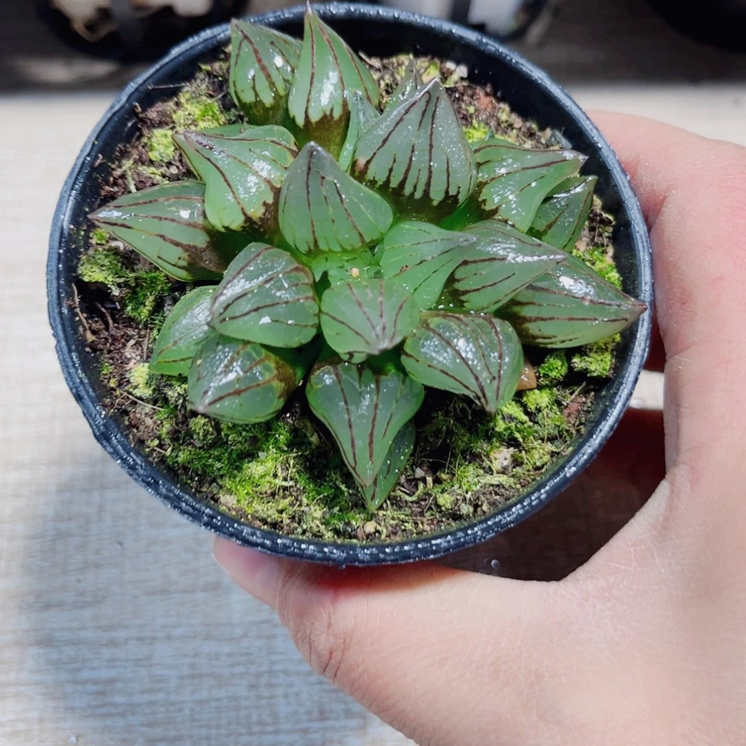 西瓜寿多肉植物66666