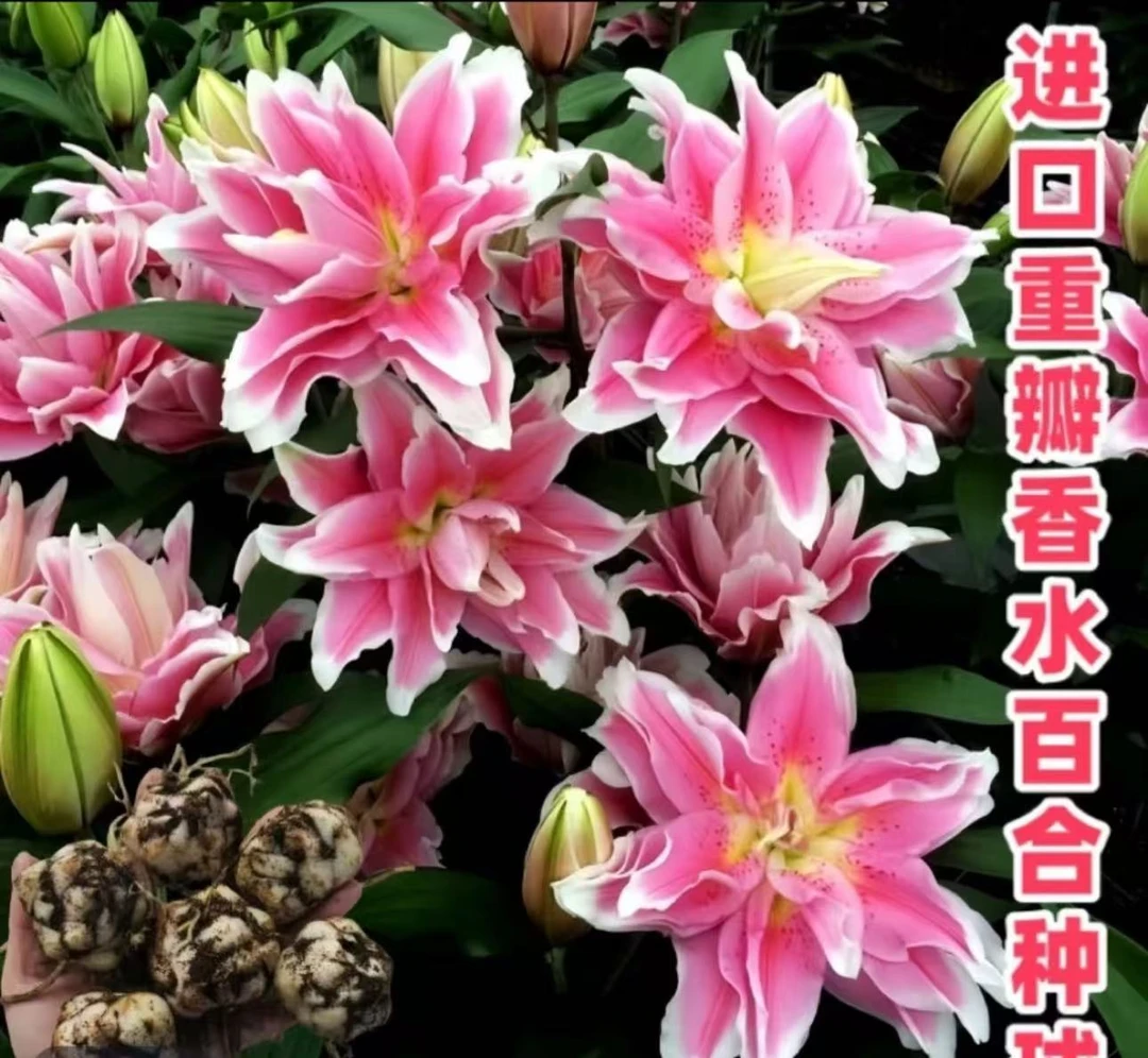 【重瓣】4颗/混色百合花种球四季种植耐寒耐热庭院盆栽花卉