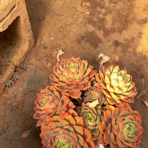 雨****1199贝拉多娜多肉