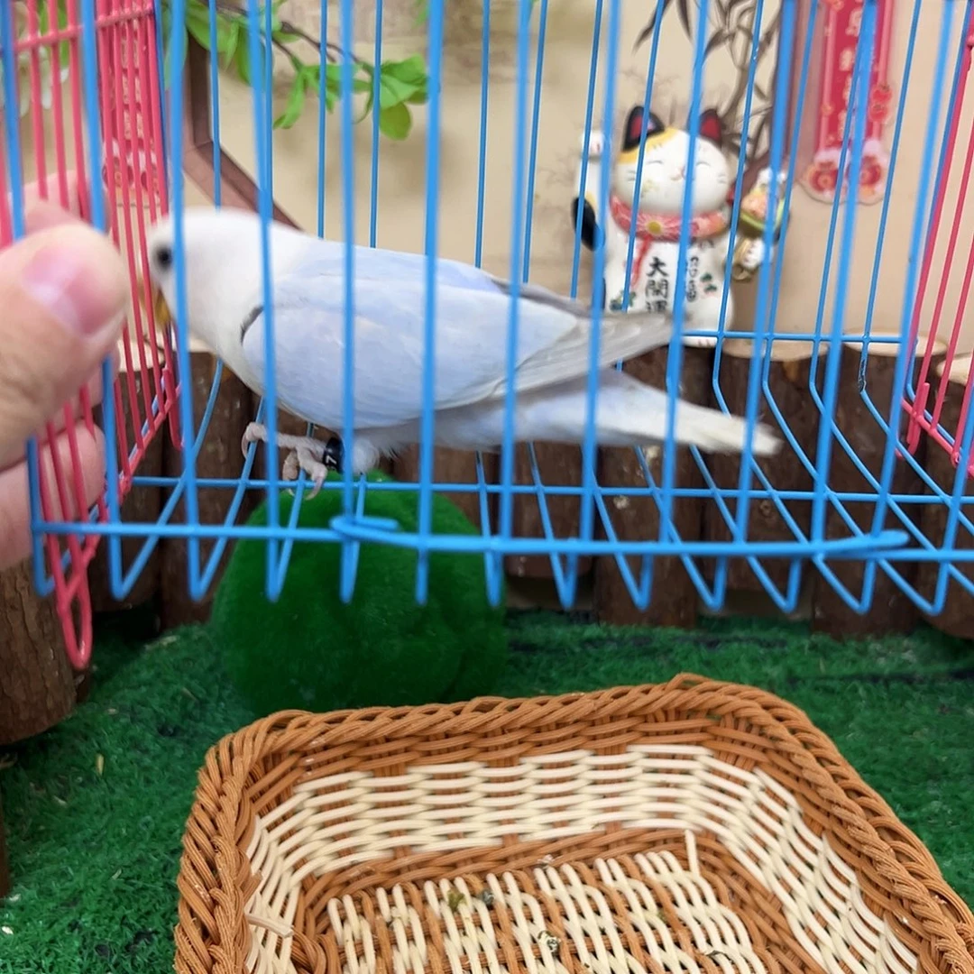 桃脸牡丹鹦鹉6867 紫伊莎m