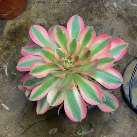 粉女巫多肉植物量拍