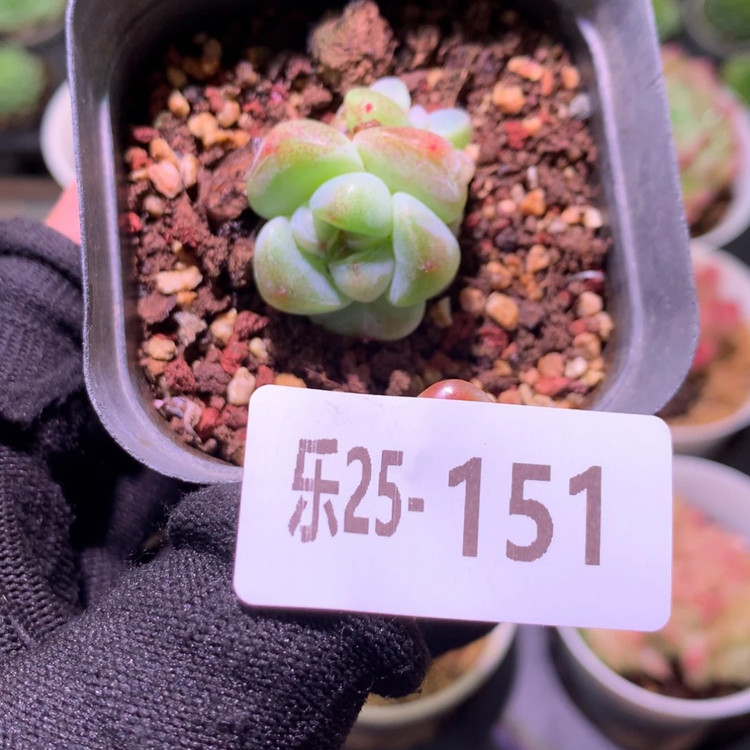 乐然25-151 糖心冰玉
