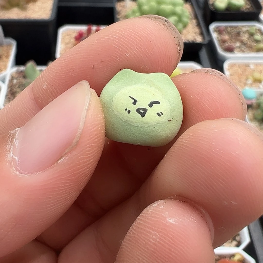 ꒰****꒱多肉肉锥 专拍空蝉一颗