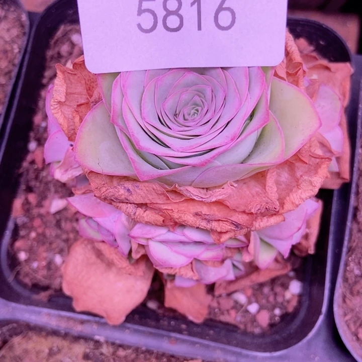 青*5816山地玫瑰花群