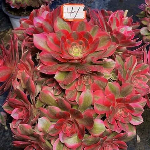 妖月老桩捧花法师41链接