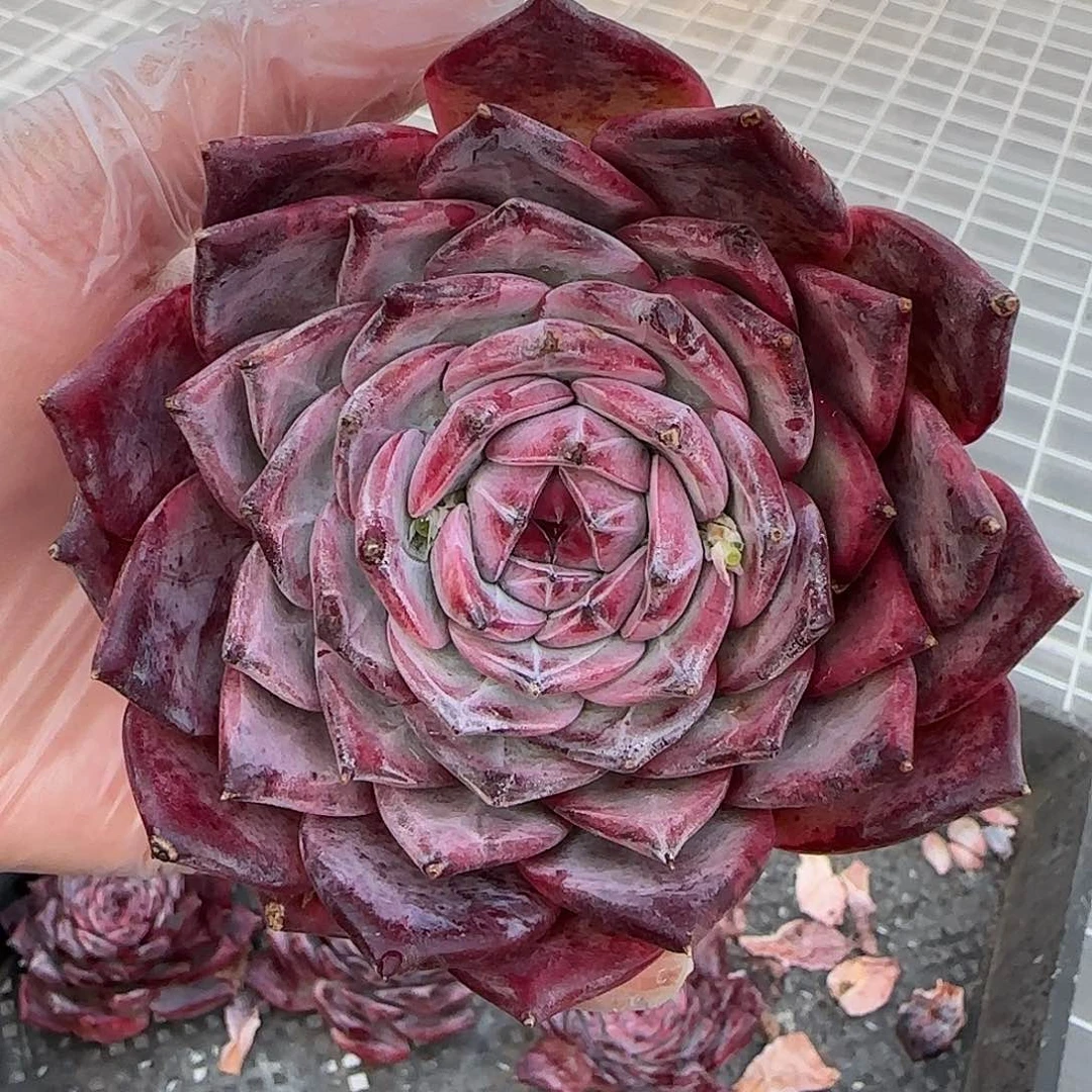 从前慢花园精选红拉糖