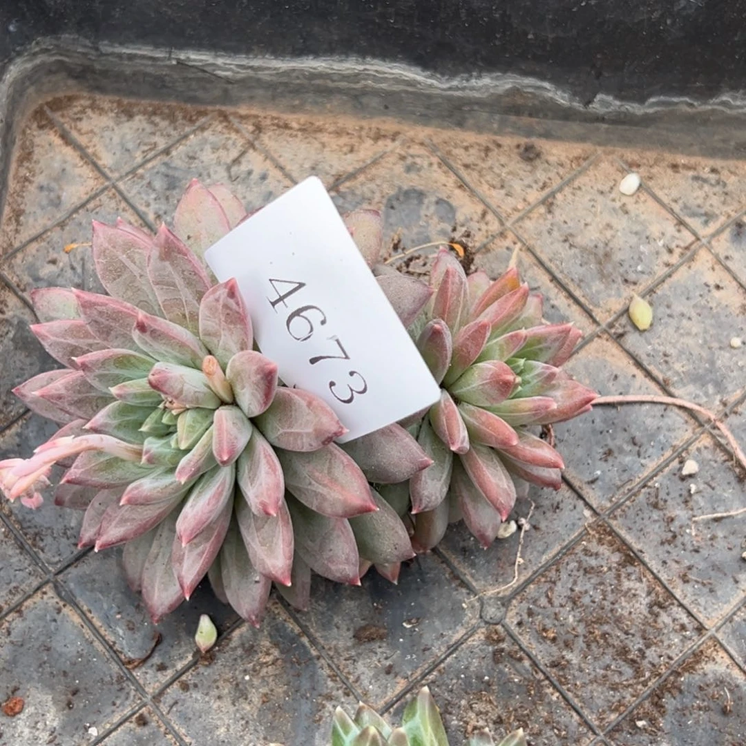 简*單4673沸腾反反复复方法