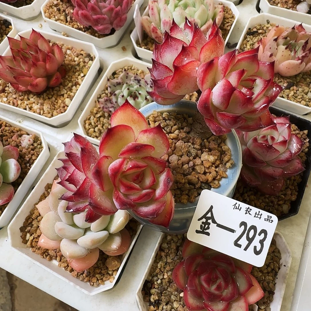 荷群带盆，293，仙农出品