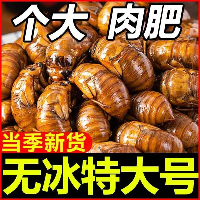 河北特产2025年大个金蝉果园现抓活体速冻顺丰包邮老果永顺丰京东