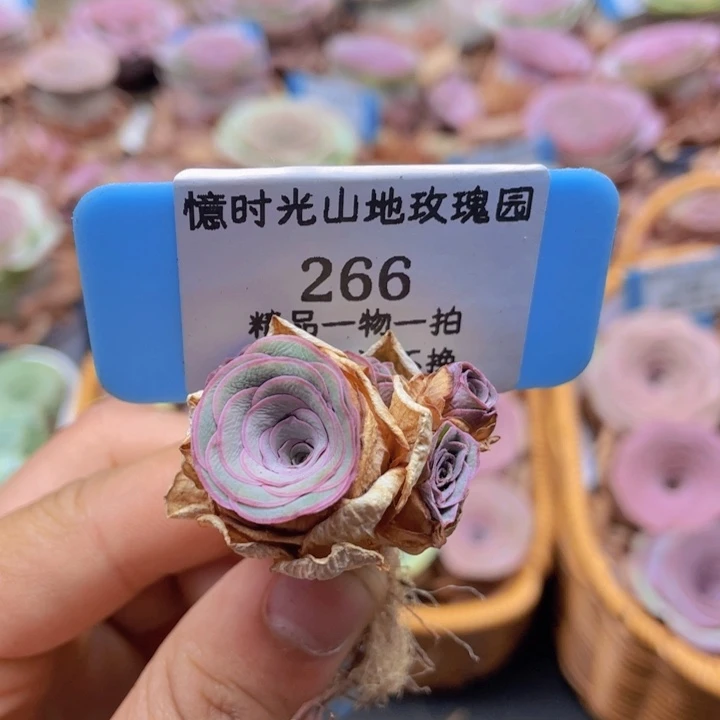 山地玫瑰266裸根发货不售后