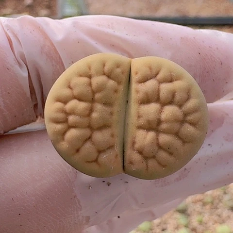 徐*欢2418黄绿露美玉母本脱土发货