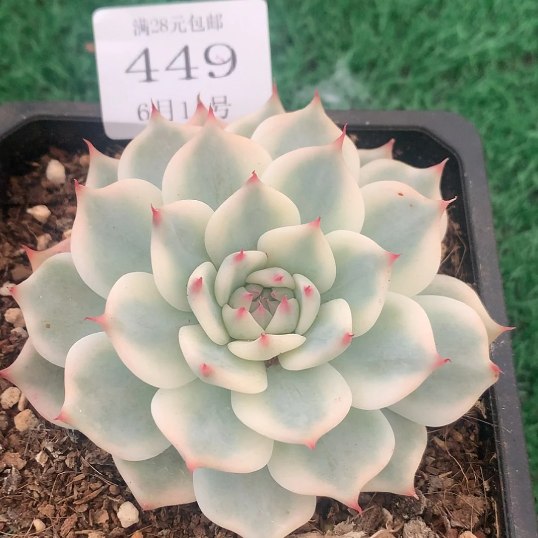 【闪购商品】云449号吉娃娃厘米