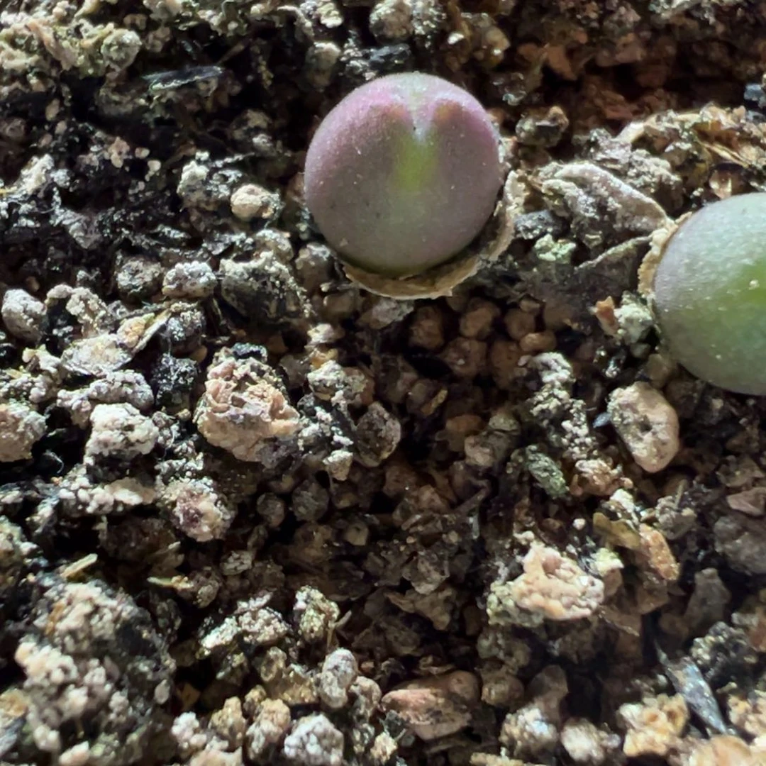 大眼睛，1.5年一物一拍