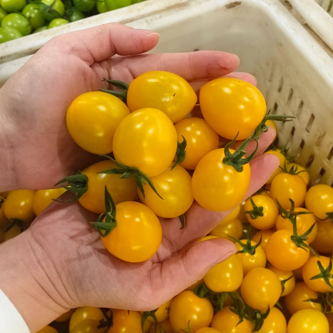 阳光黄小番茄新鲜采摘一口爆汁香甜可口选番茄小镇产地直发