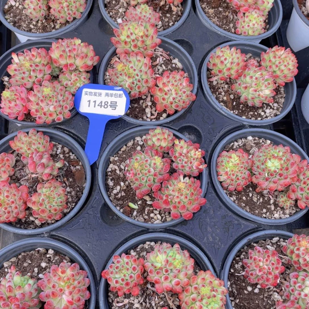 1148号烟花群生带腿一个