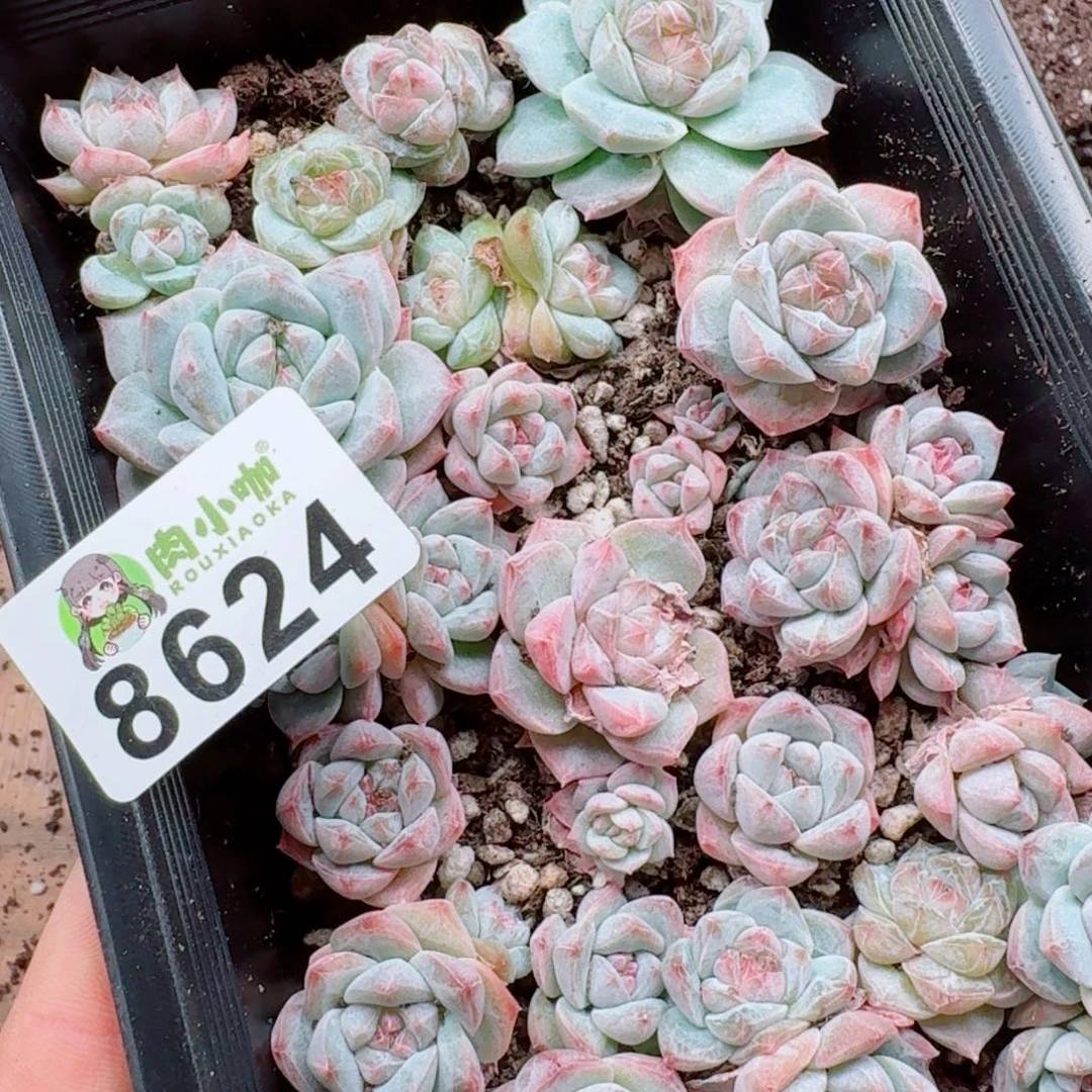 多肉植物多肉植物