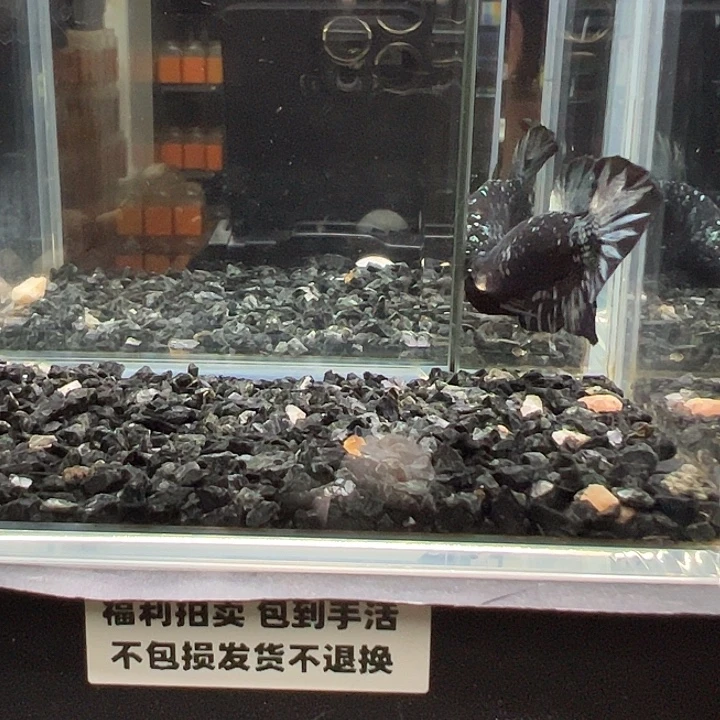 斗鱼竞拍跑单拉黑84