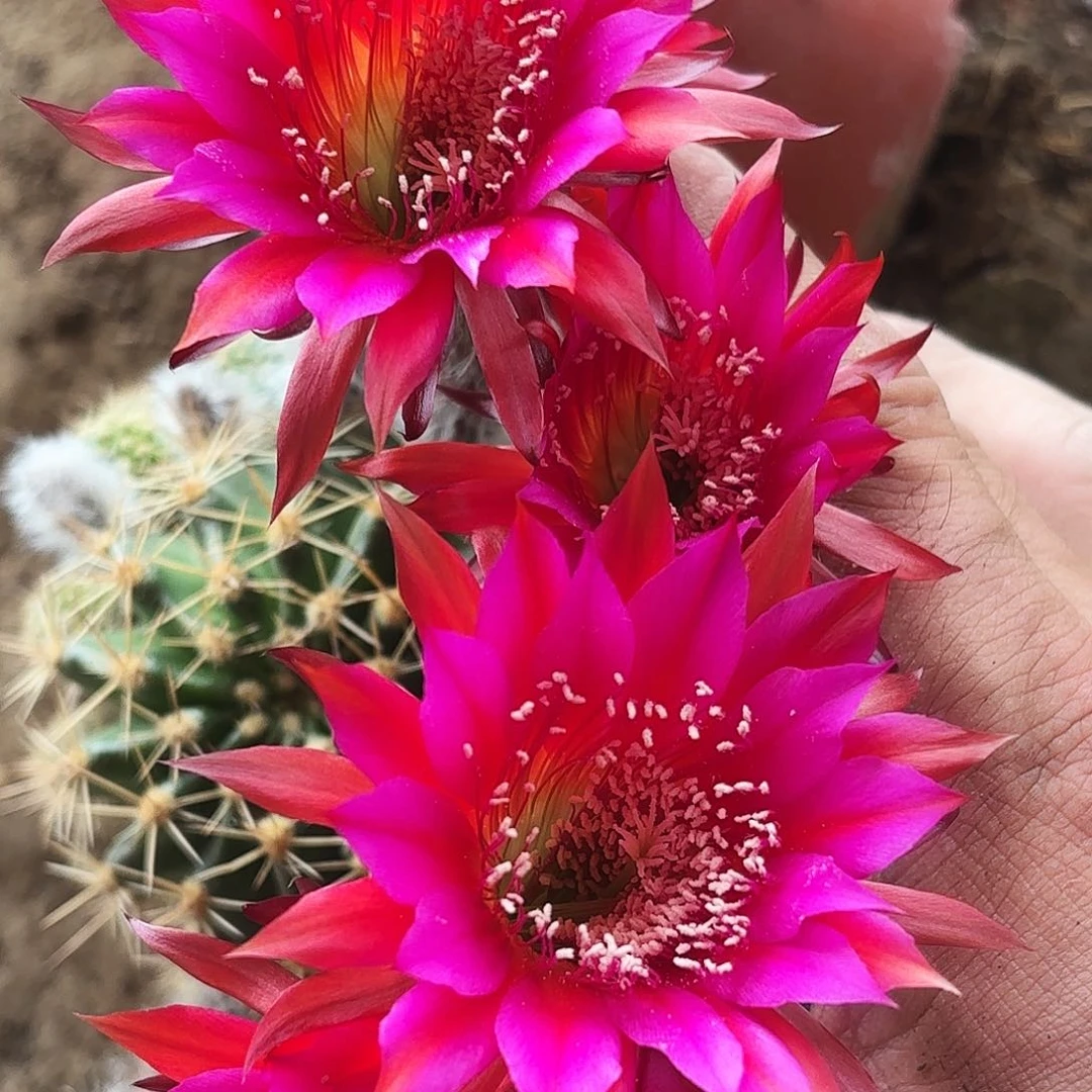 170 实生脱土脱花瑕疵