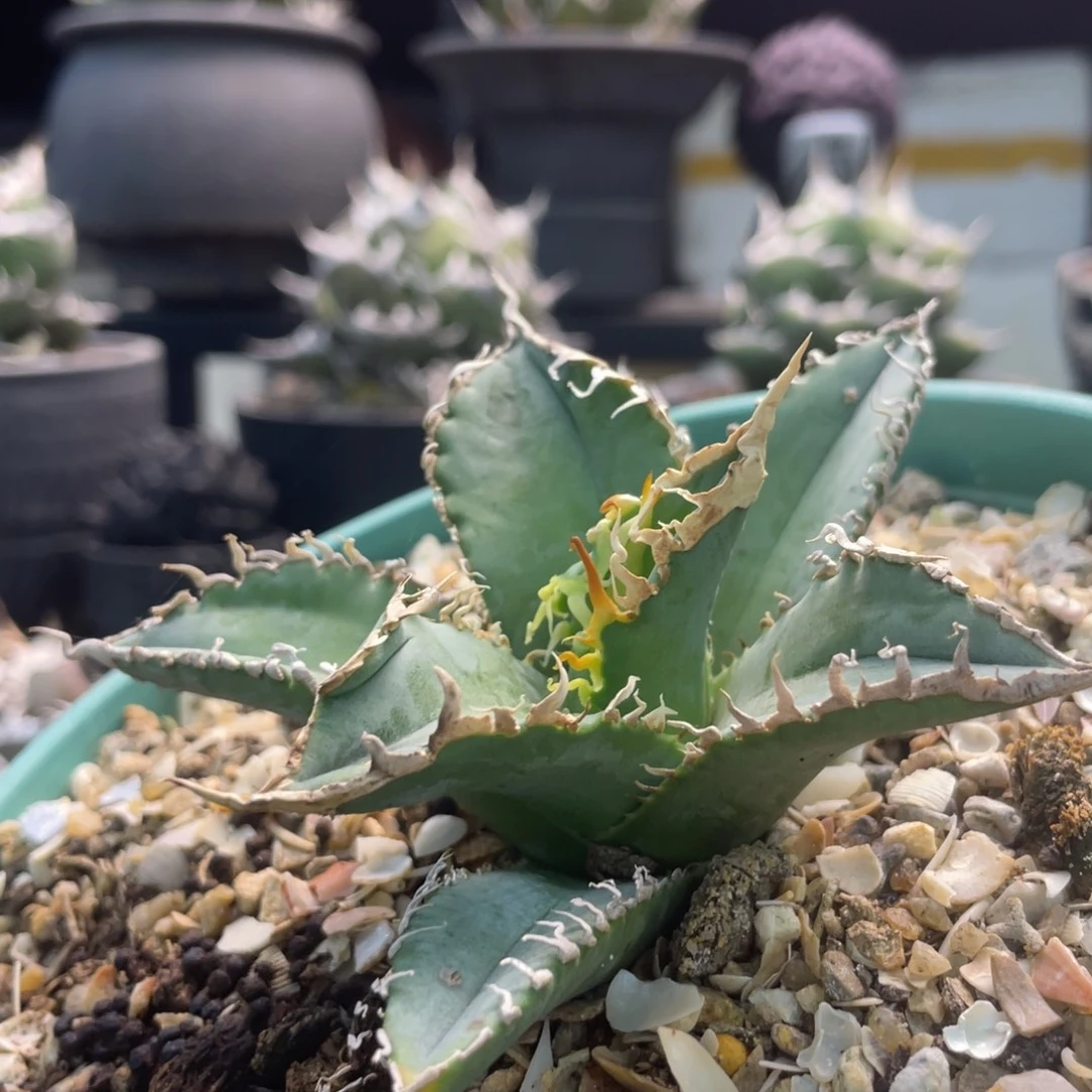 白幽灵8888888888888888