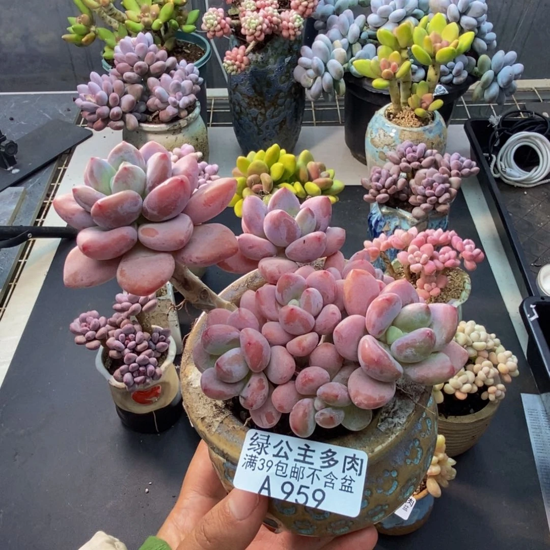 958樱花洛神多肉9c m