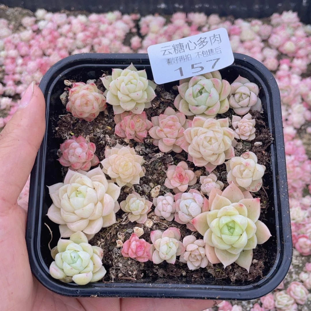 云糖心多肉植物157