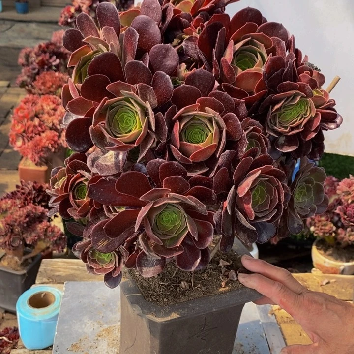 小*人欧紫缀化多肉1颗