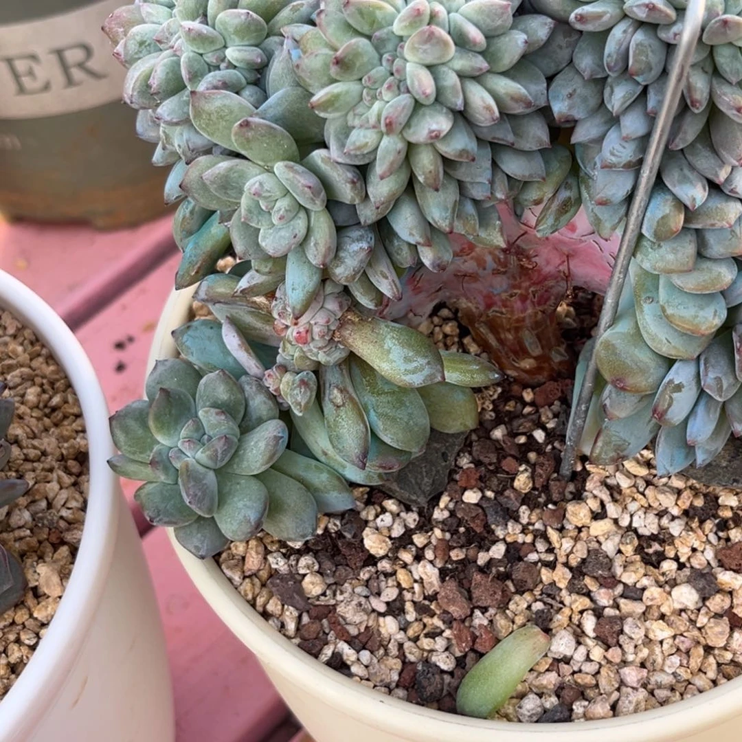烟***月星影缀化多肉植物