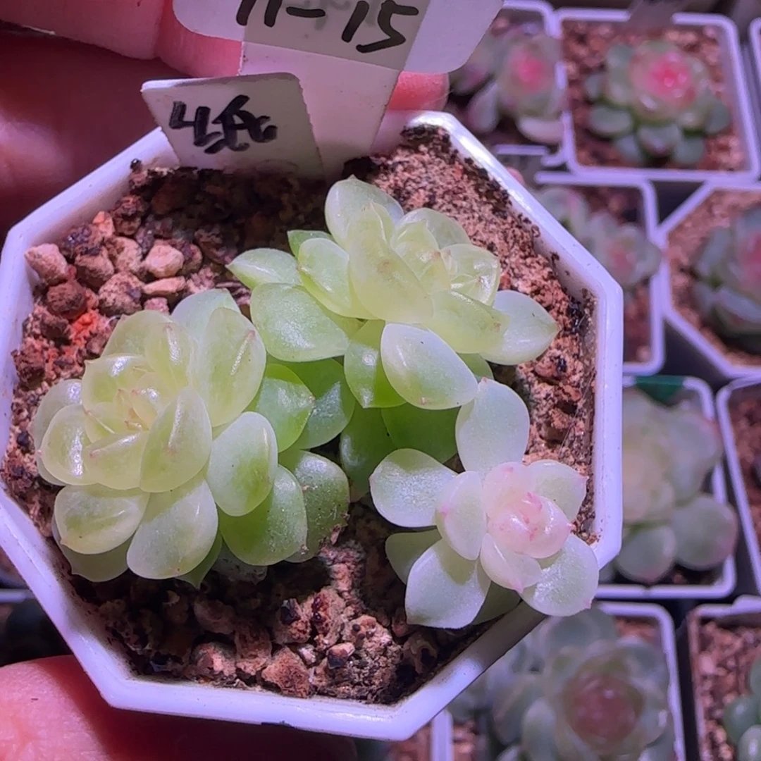 M***.11-15福利甜心纸鸢三头带崽