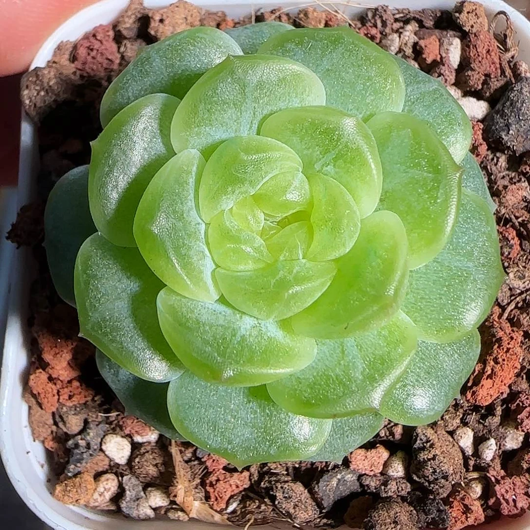 1120-------86无尽灯