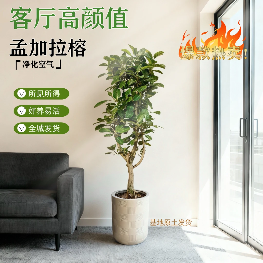 高端网红绿植孟加拉榕