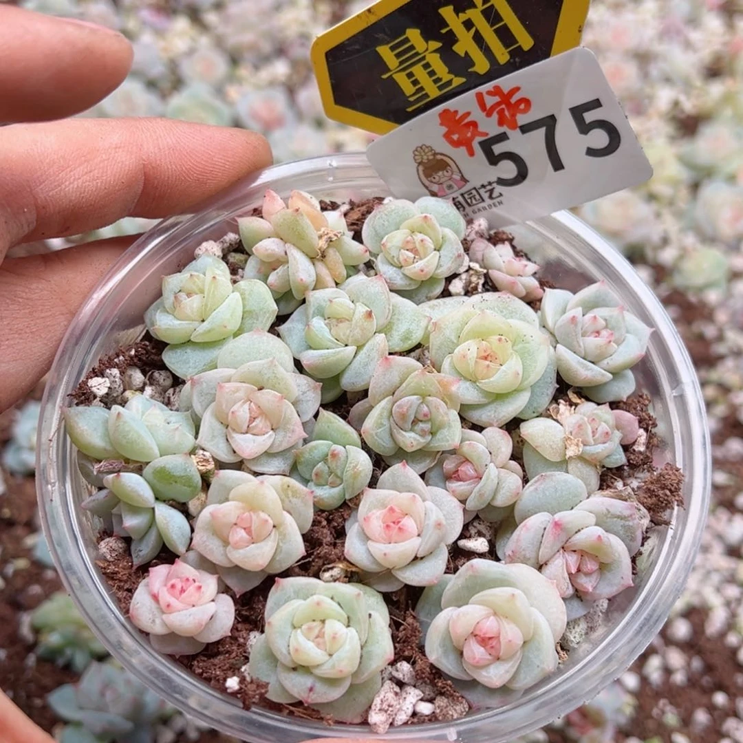 多肉植物多肉植物