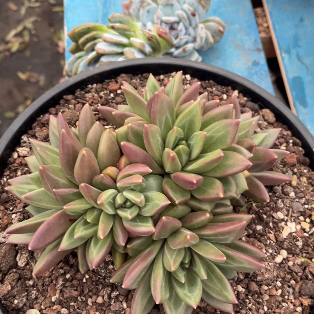 V****n出门啦出门啦出门啦