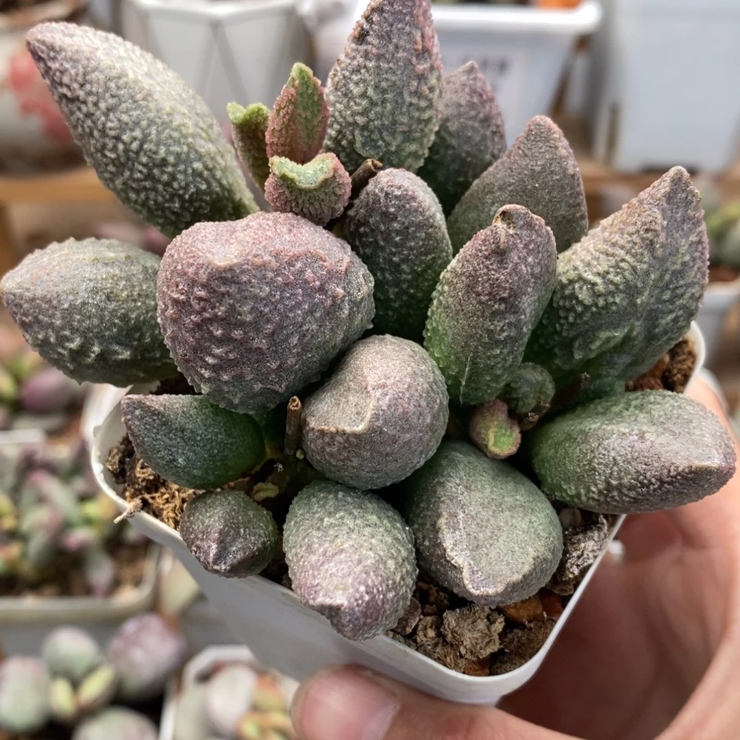 哈默翡翠水泡多肉植物