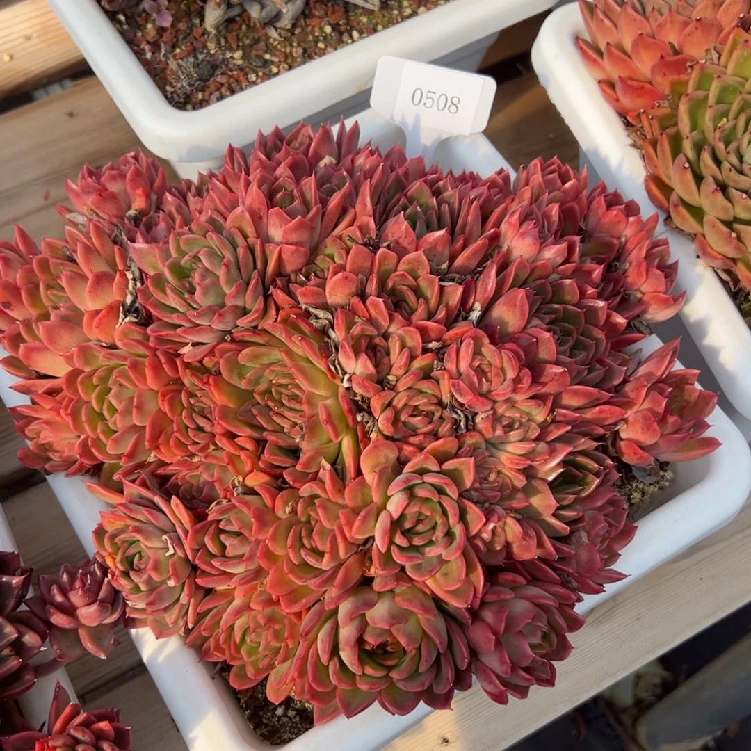 Z*Y0508多肉多多多的多多多