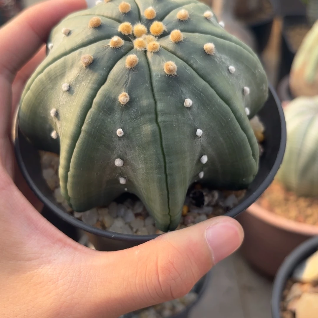 完全开放大海星ggggg