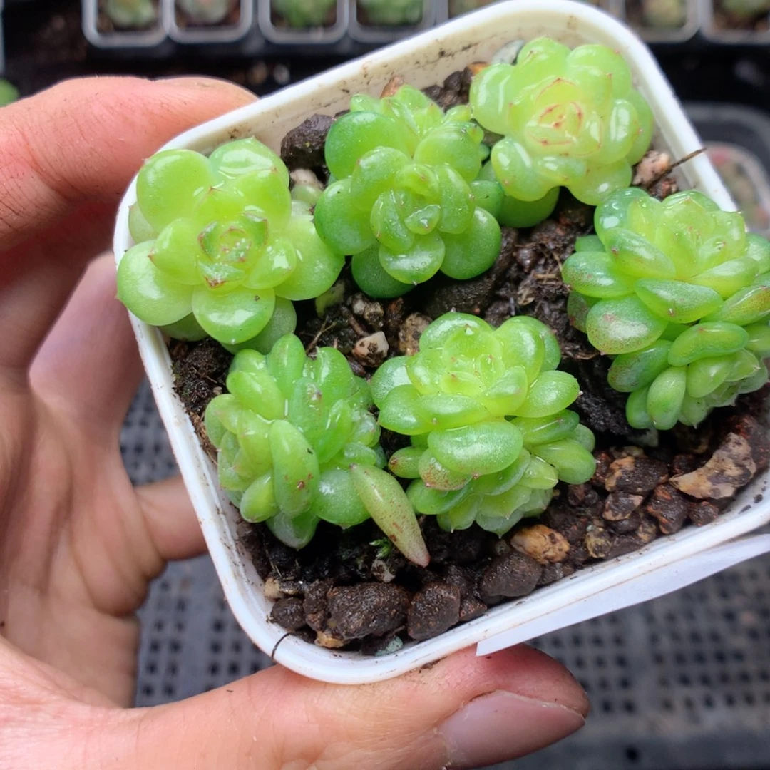 无花朵W84yyyyyyyy