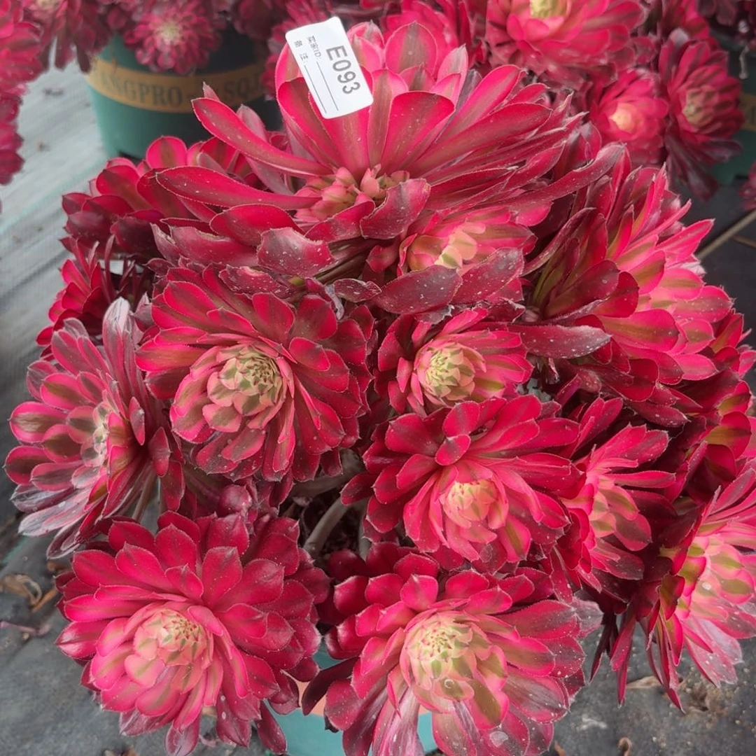 093大红白多肉植物