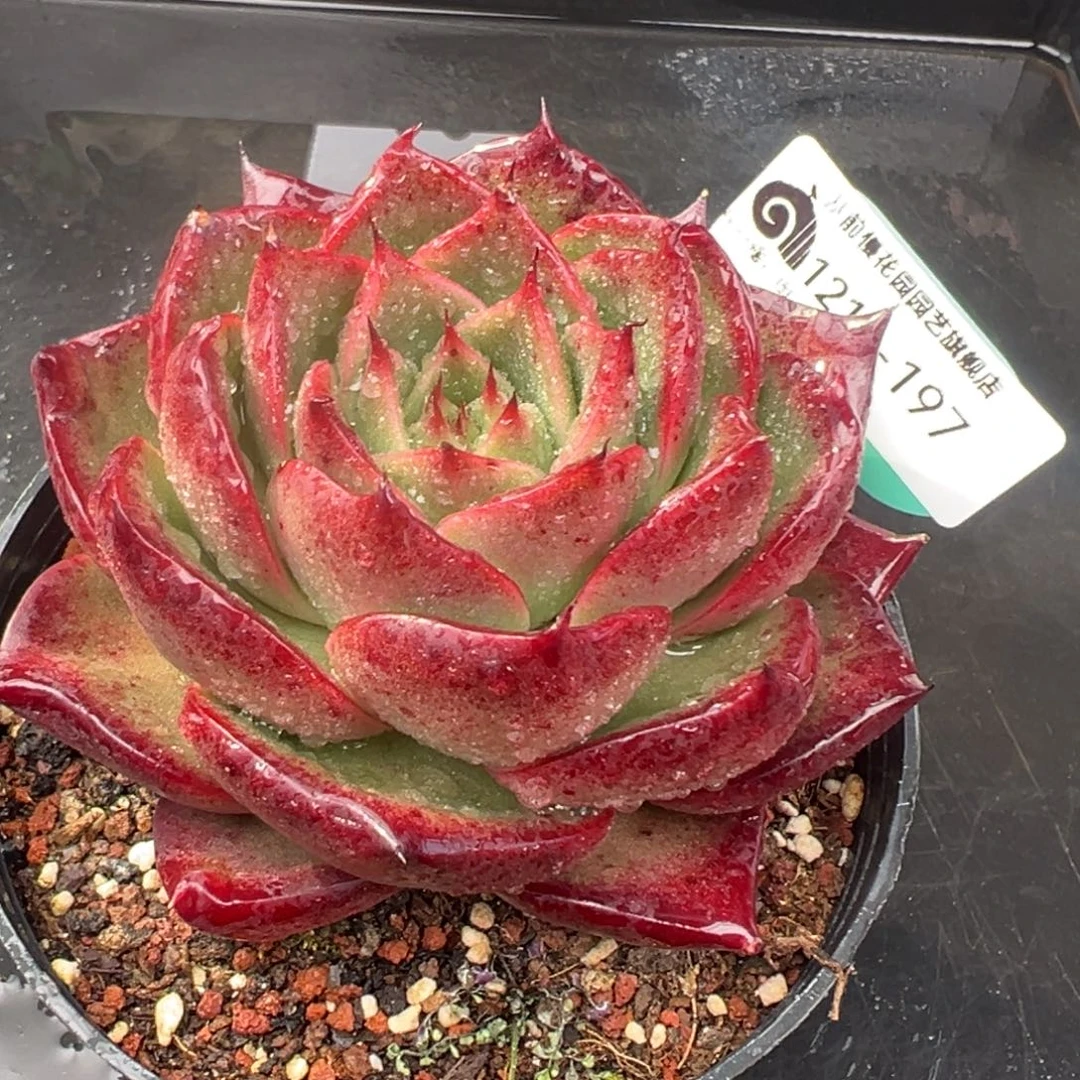 从前慢花园多肉编号1218-197