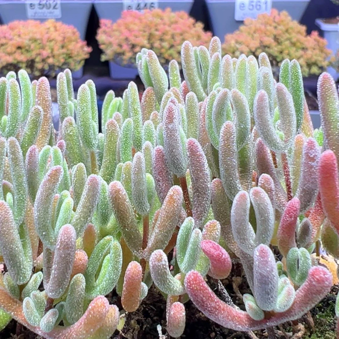 【闪购商品】e575混合切糕钻石杂糖球琉璃琉璃杂