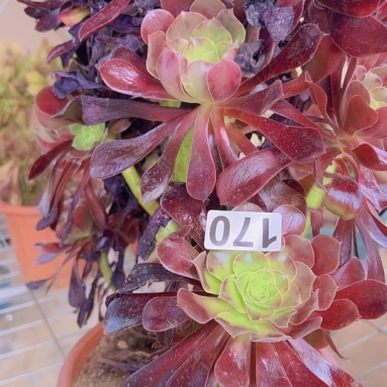 二***二多肉植物一个法师