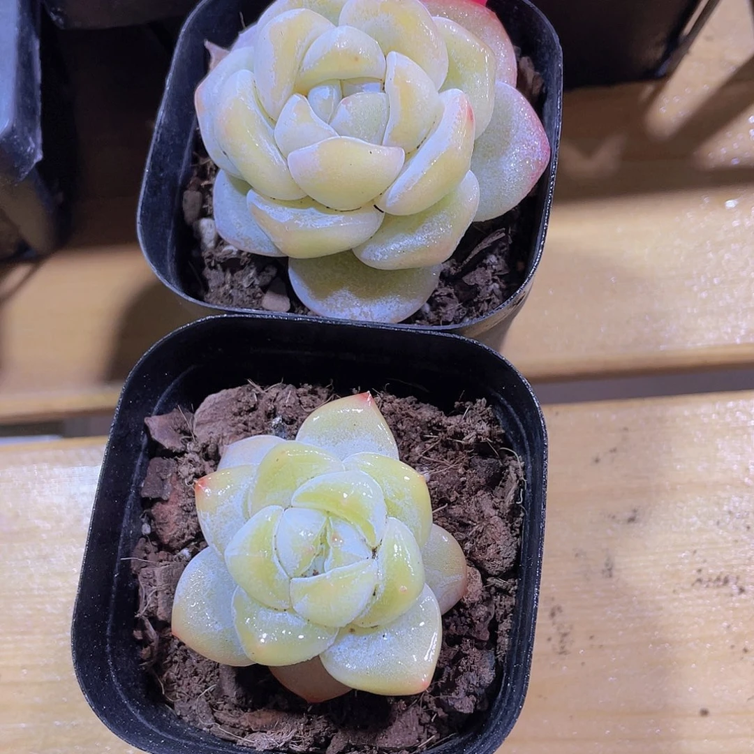 557号 冰透大白兔两颗