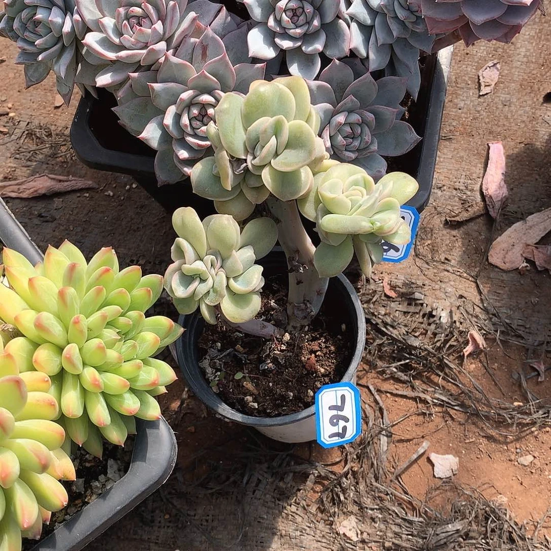 767可爱玫瑰 一物一拍多肉