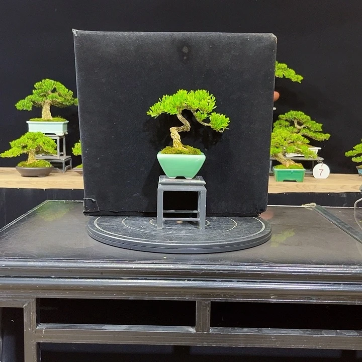 无花朵黄杨盆景四季常绿不落叶